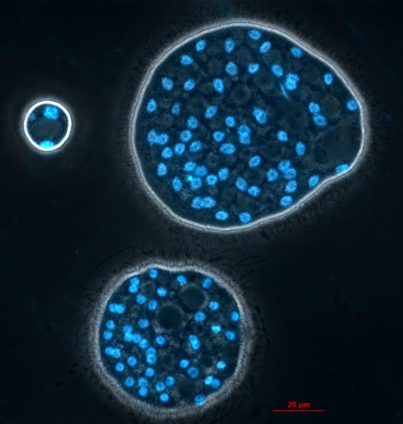 Fluorescence microscopy of different Abeoforma whisleri cell stages