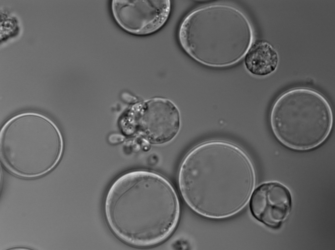 Different cell morphologies of Abeoforma whisleri