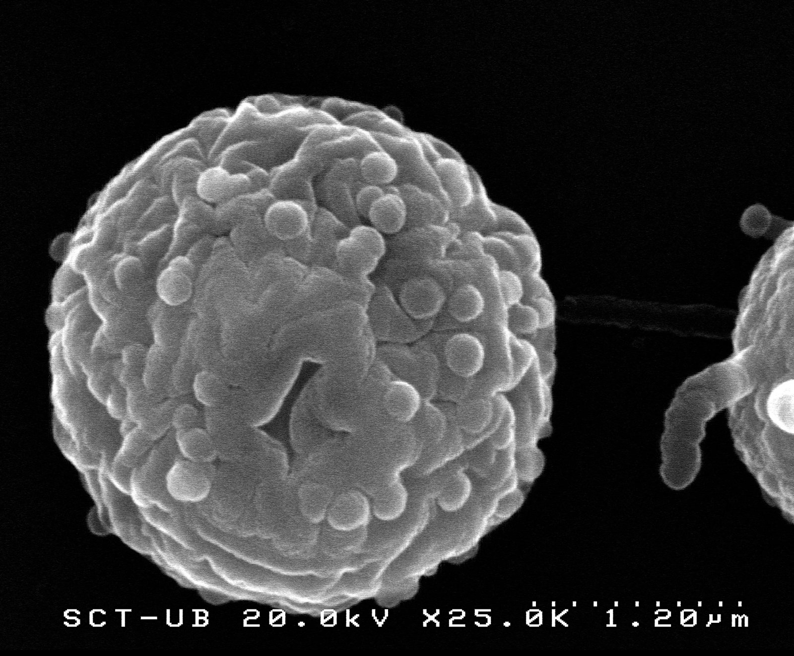 Research image associated with Capsaspora owczarzaki