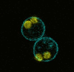 Binucleate Corallochytrium cells