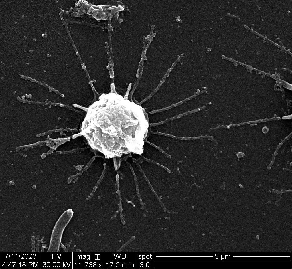 Ministeria vibrans cells connecting via filopodia
