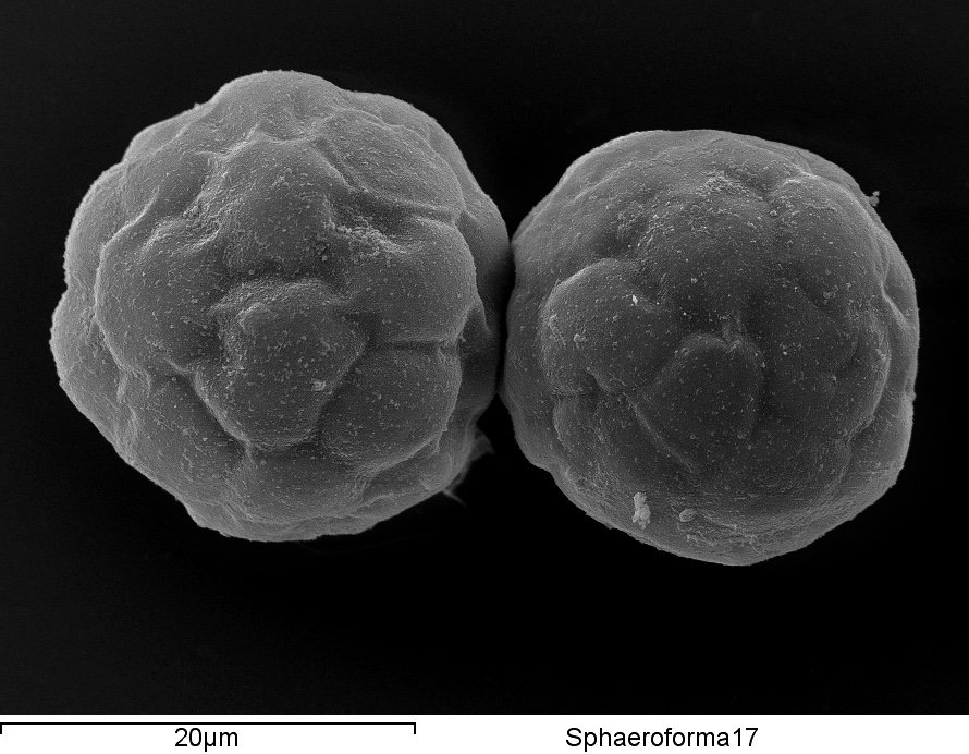 Research image associated with Sphaeroforma arctica