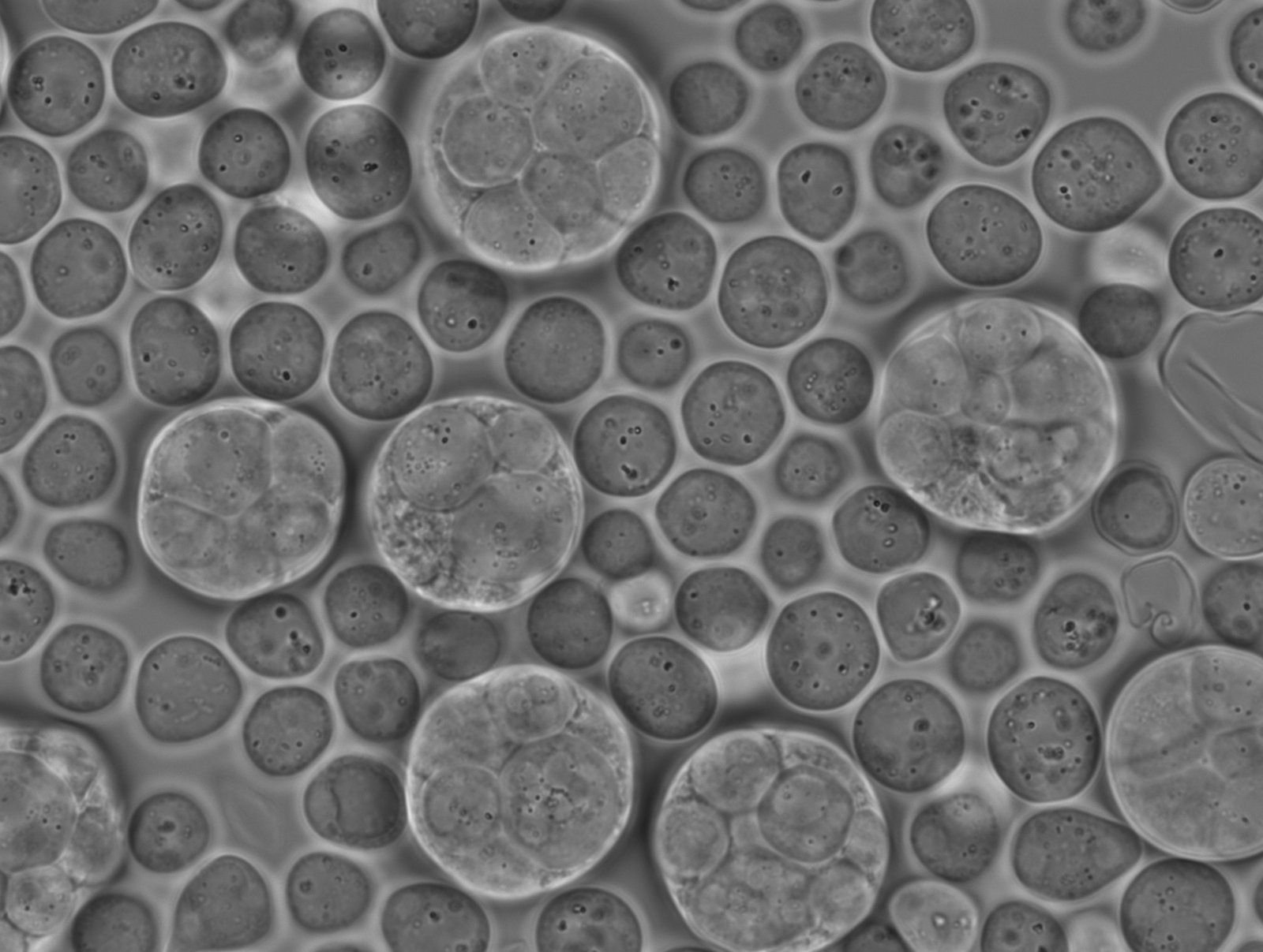 Light microscopy field showing different stages of the Sphaeroforma life cycle