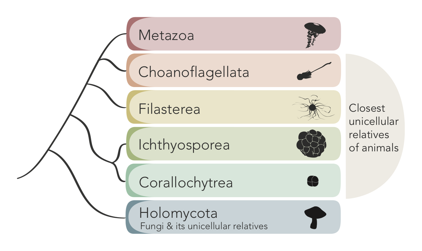 Simplified phylogenetic tree showing Metazoa and their closest unicellular relatives